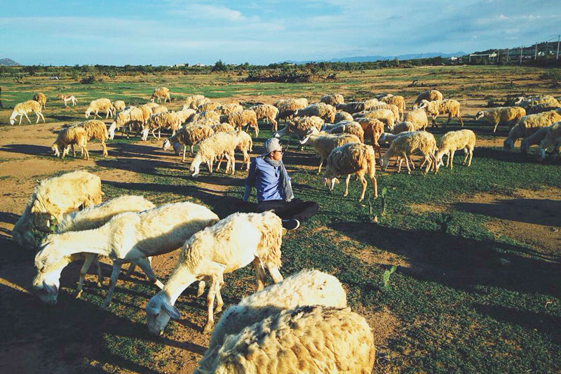 Thời điểm nào thích hợp để du lịch Đồng cừu?