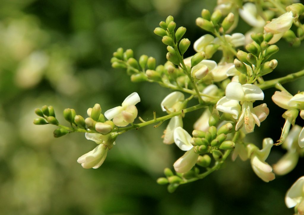 Hoa hòe và những bài thuốc dân gian liên quan đến hoa hòe