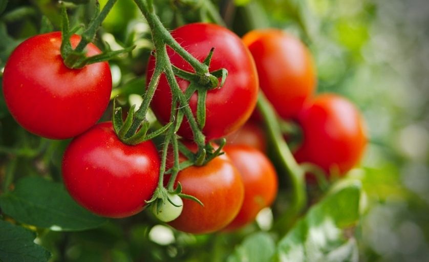 Cà chua có công dụng tăng cường miễn dịch